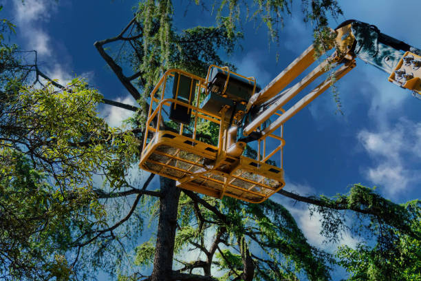 Best Tree Removal Services  in Cortez, FL